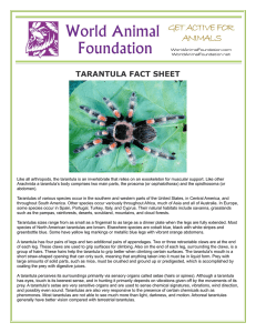 tarantula fact sheet - World Animal Foundation