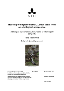 Housing of ringtailed lemur from an ethological perspective