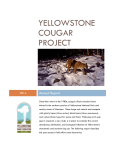 Yellowstone Cougar Project - Yellowstone Park Foundation