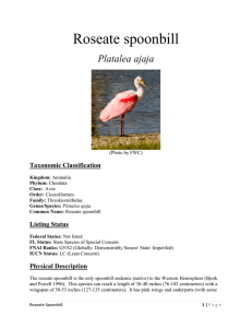 Roseate spoonbill - Florida Fish and Wildlife Conservation