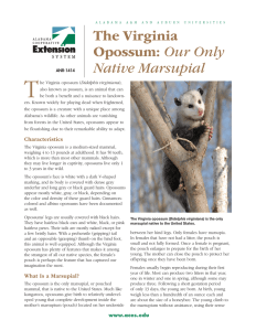 The Virginia Opossum: Our Only Native Marsupial