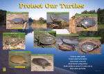 Protect Our Turtles - Poster - Minnesota Department of Natural