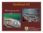 Steelhead 101