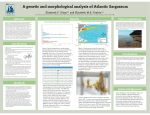 A genetic and morphological analysis of Atlantic Sargassum