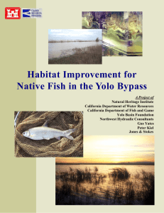 Habitat Improvement for Native Fish in the Yolo Bypass