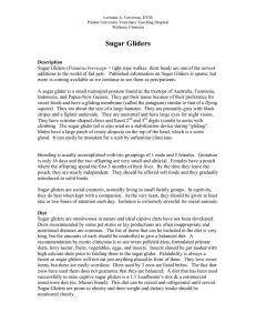 Sugar Gliders - Purdue University