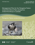 Plan de gestion du Faucon pèlerin anatum/tundrius