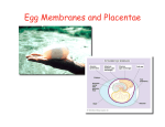 17. Egg Membranes Placenta `10