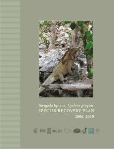 Anegada Iguana, Cyclura pinguis SPECIES RECOVERY PLAN