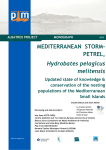 MEDITERRANEAN STORM- PETREL , Hydrobates