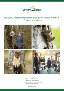 Feasibility Assessment for Reinforcing Pine Martens in England and