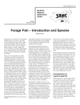 Forage Fish – Introduction and Species