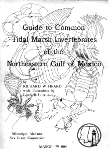 Guide to Common Tidal Marsh Invertebrates