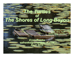 The Turtles The Shores of Long Bayou