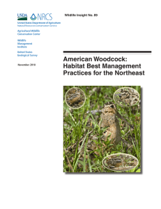 American Woodcock: Habitat Best Management