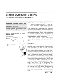 Schaus Swallowtail Butterfly