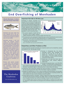 End Overfishing of Menhaden