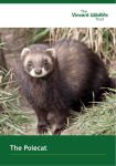 The Polecat - The Vincent Wildlife Trust