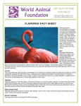 flamingo fact sheet - World Animal Foundation