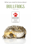 bullfrogs - Endangered Wildlife Trust
