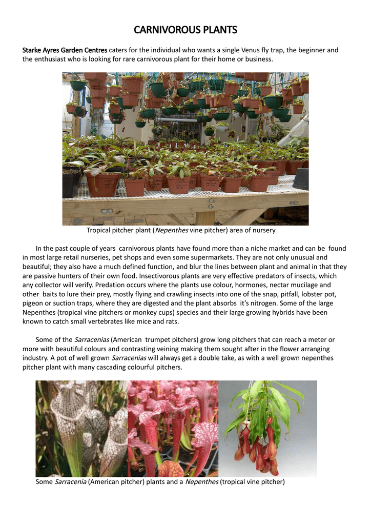 Carnivorous Plants Starke Ayres Garden Centre - Venus Fly Trap Garden Centre Carnivorous Plants Starke Ayres Garden Centre - Venus Fly Trap Garden Centre