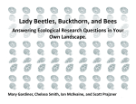 Lady Beetles, Buckthorn, and Bees