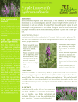 Purple Loosestrife - PEI Invasive Species Council