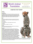 cheetah fact sheet - World Animal Foundation