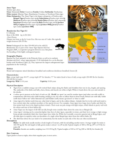 Amur Tiger - Brandywine Zoo Docents