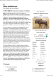 Blue wildebeest - Wikipedia, the free encyclopedia