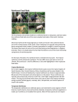 Food Webs and Symbiosis-Rainforests and Taiga