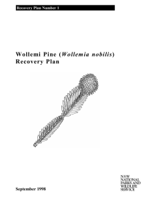 Wollemi Pine (Wollemia nobilis) Recovery Plan