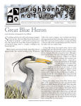 Great Blue Heron - Neighborhood Naturalist