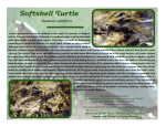 Softshell Turtle - Savannah River Ecology Laboratory