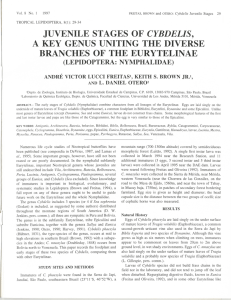 juvenile stages of cybdelis, a key genus uniting the diverse