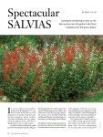 Spectacular Salvias by David J. Ellis