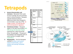 Tetrapods – General Characteristics