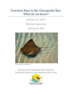 Cownose Rays in the Chesapeake Bay