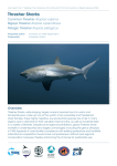 Thresher Sharks