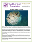 blowfish fact sheet - World Animal Foundation