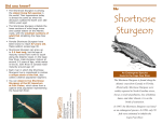 Shortnose Sturgeon Brochure