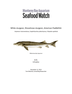 White sturgeon, Shovelnose sturgeon, American Paddlefish U.S.