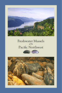 Freshwater Mussels Pacific Northwest