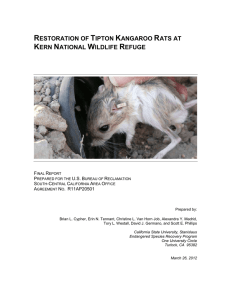restoration of tipton kangaroo rats at kern national wildlife refuge