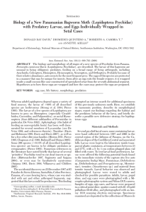 Biology of a New Panamanian Bagworm Moth