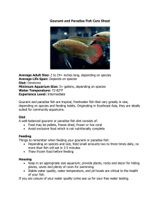 Gourami and Paradise Fish Care Sheet Average Adult Size: 2 to 24+