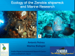 Ecology of the Zenobia shipwreck and Marine Research