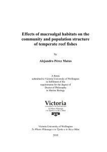 link to thesis - Victoria University of Wellington