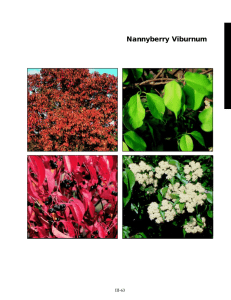 Nannyberry Viburnum (Viburnum lentago)