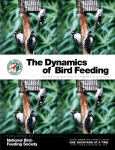 Dynamics of Bird Feeding